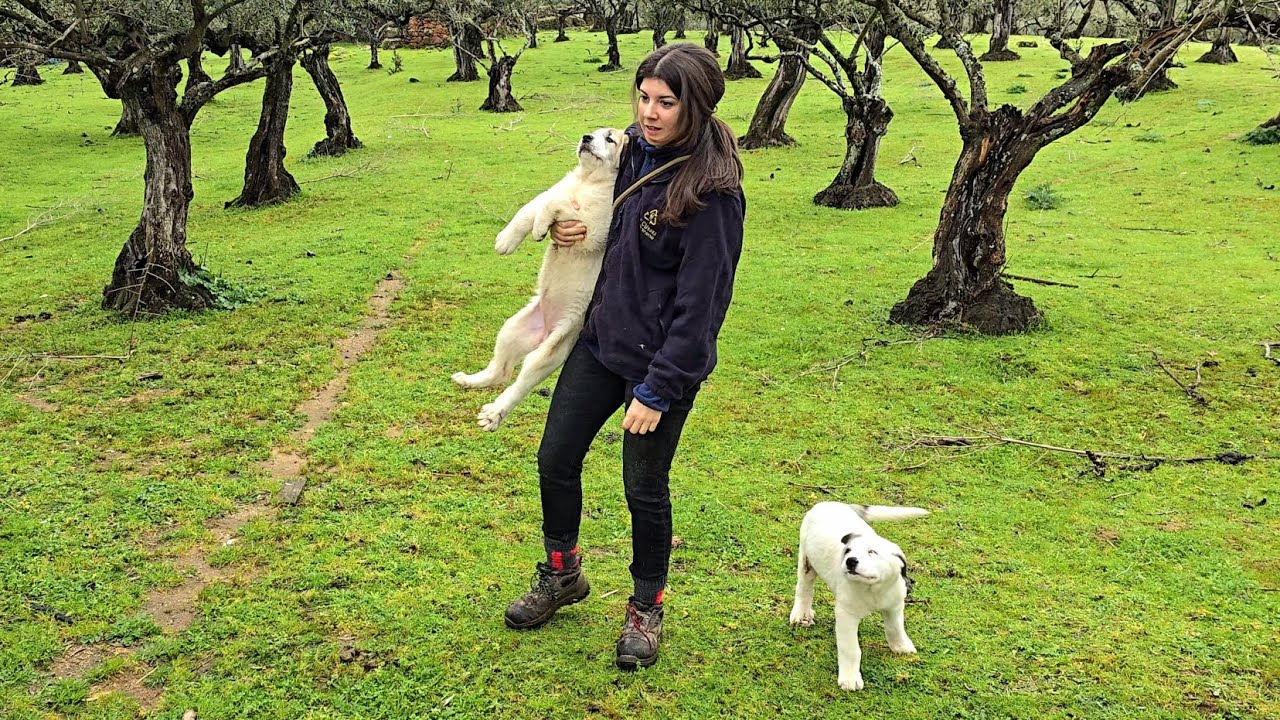 Llegó el día, nos despedimos de los últimos cachorros de mastín