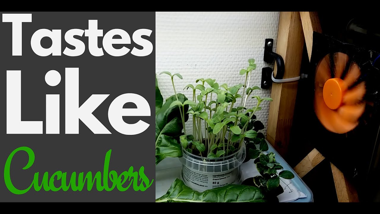 Leftover Borage Seeds? Make Microgreens