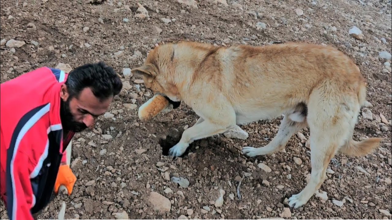 Mustafa's breathtaking effort in the cave+sweet bread and strange dog behavior!🐶😱