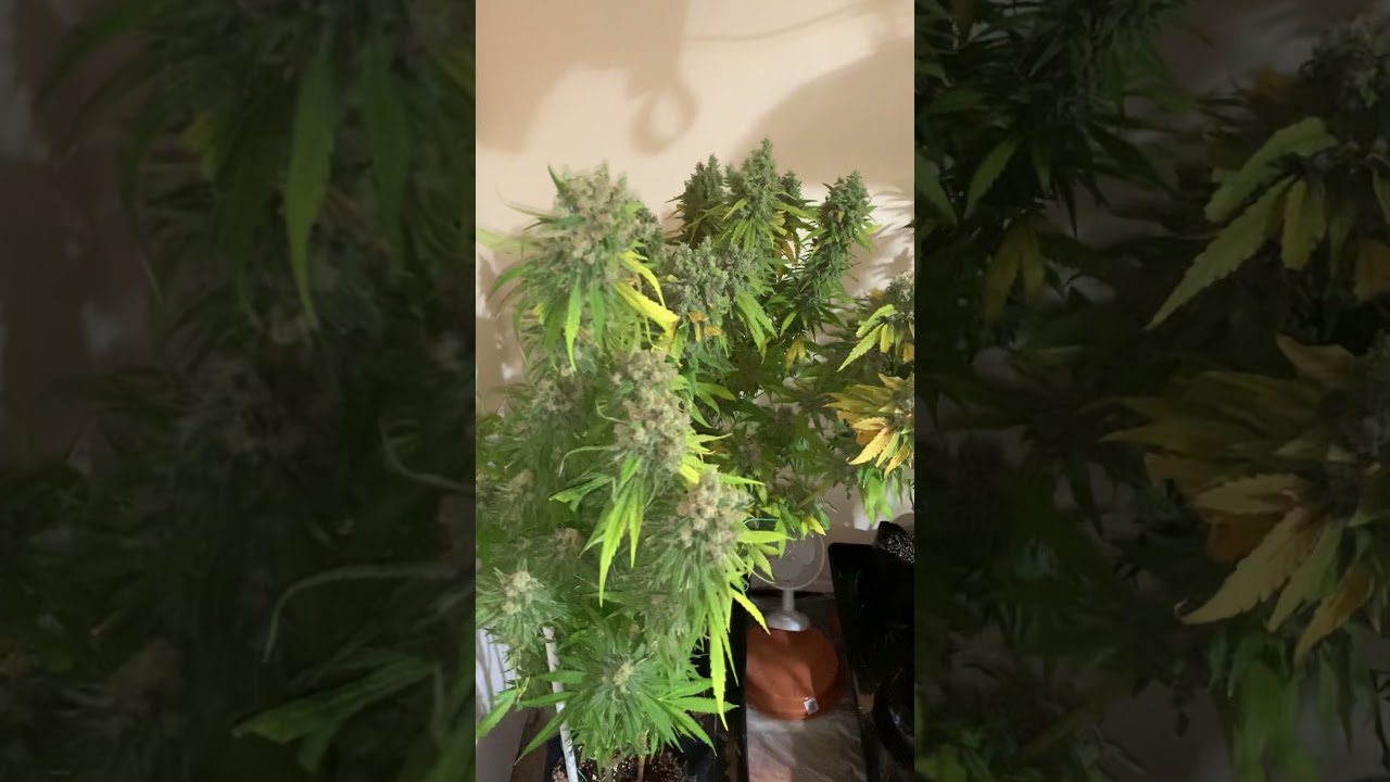 Barneys farm Triple cheese pre HARVEST ( week10of12/12)