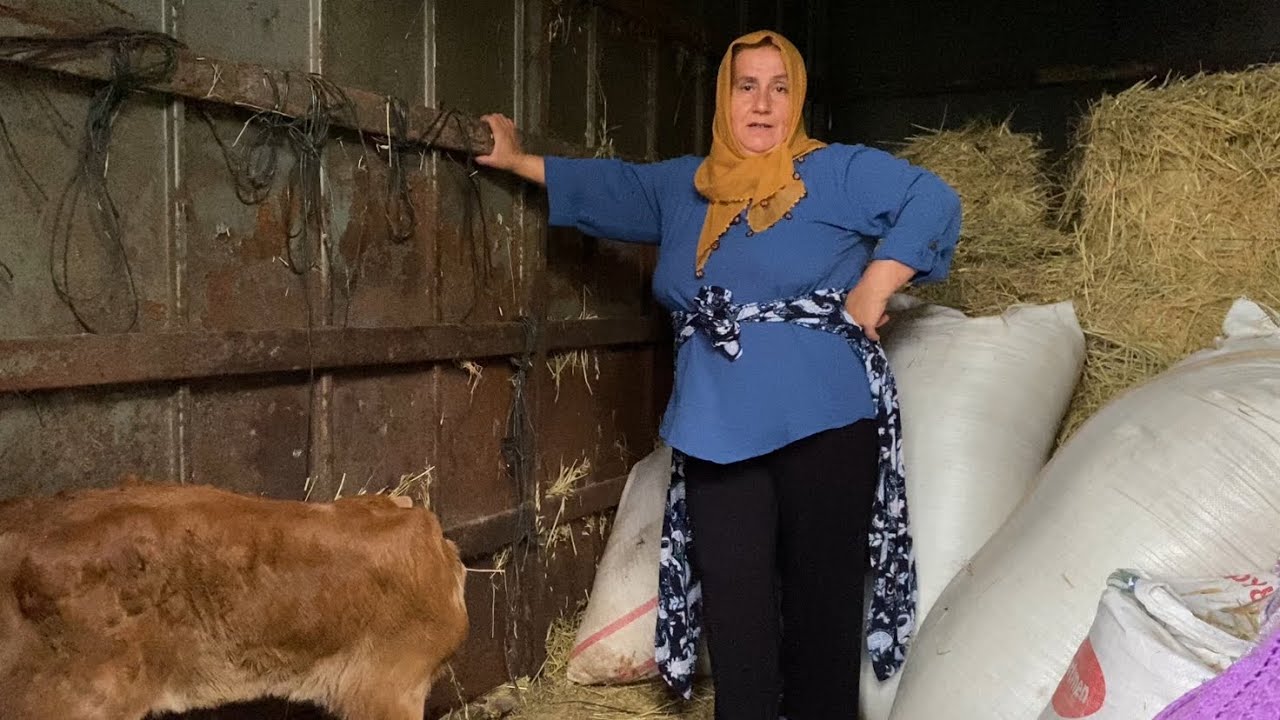 ANNEANNEM EVDEN KAÇTI | İNEK DOĞURDU AMA AYAĞI KALKAMIYOR GÜN ÇOK HARARETLİ GEÇTİ