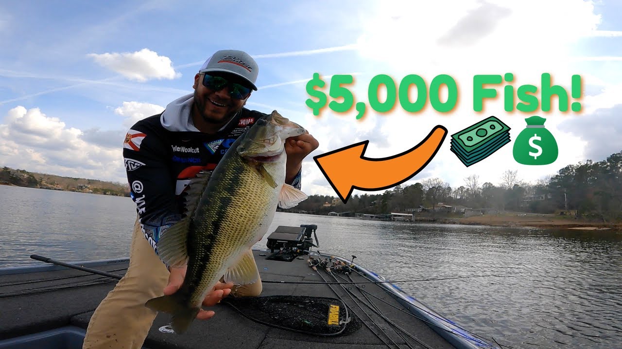 Smith Lake MLF Pro Circuit - Big Spotted Bass!