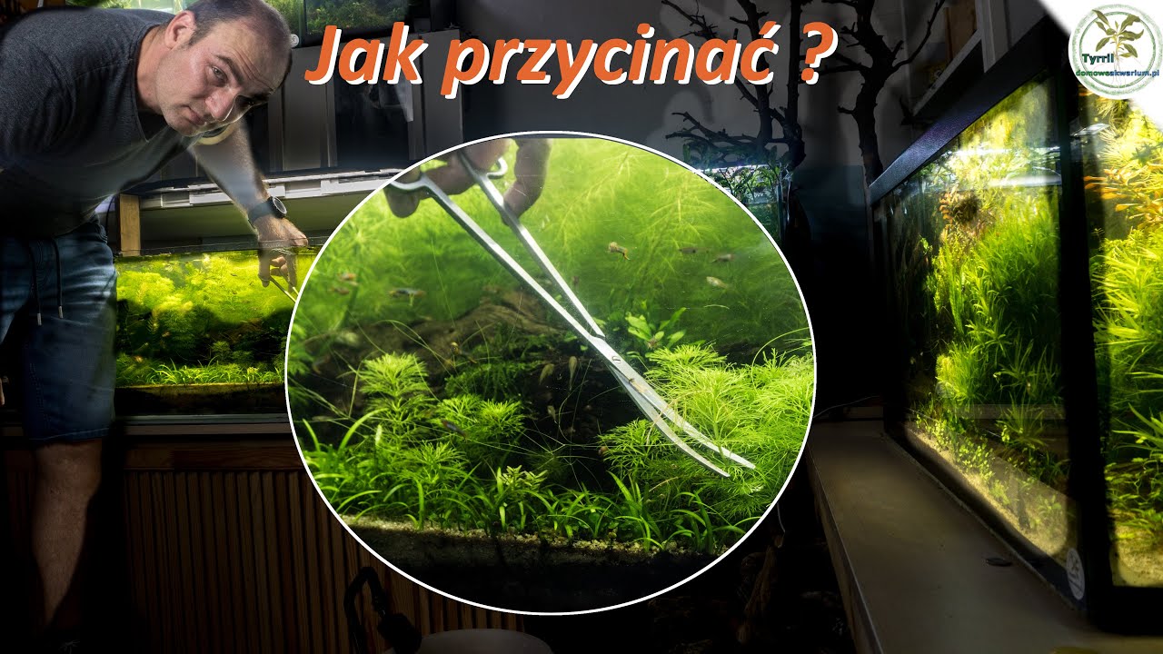 Przycinanie Roślin w Akwarium.