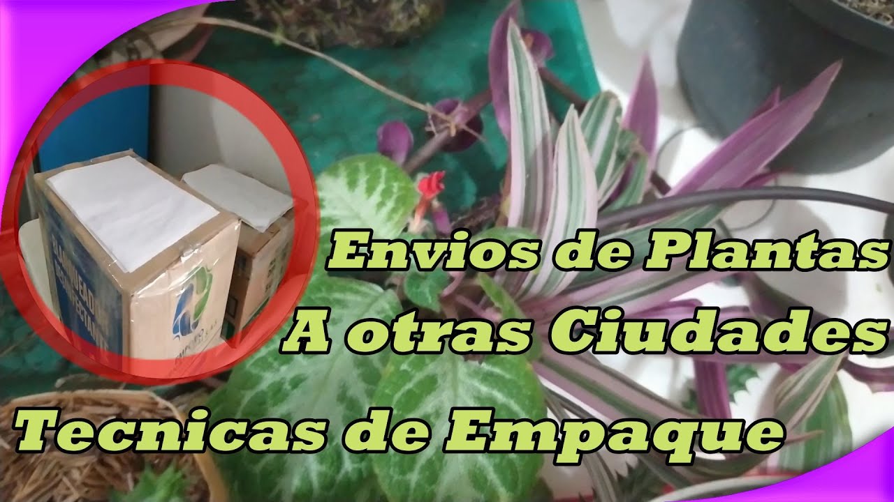 🚚Técnica de Empaque Para Un Transporte Exitoso De Plantas👌