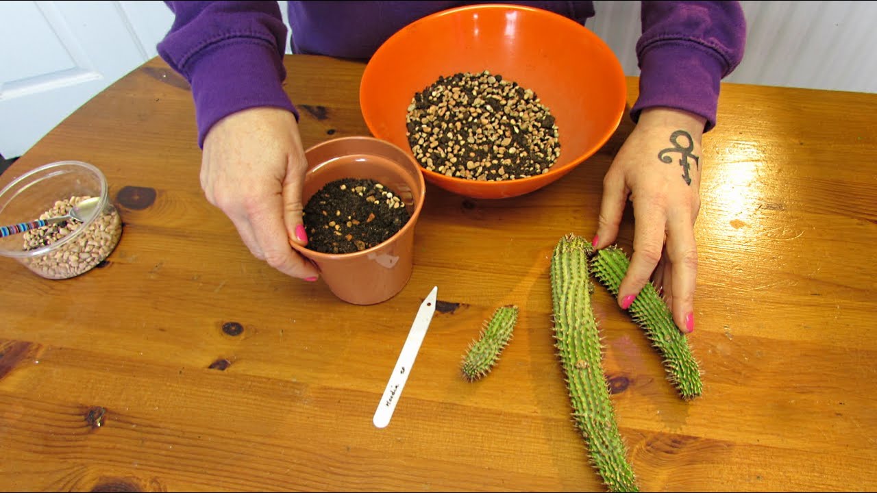 Potting up my Hoodia gordonii Succulent Plant Cuttings - Bushman's hat