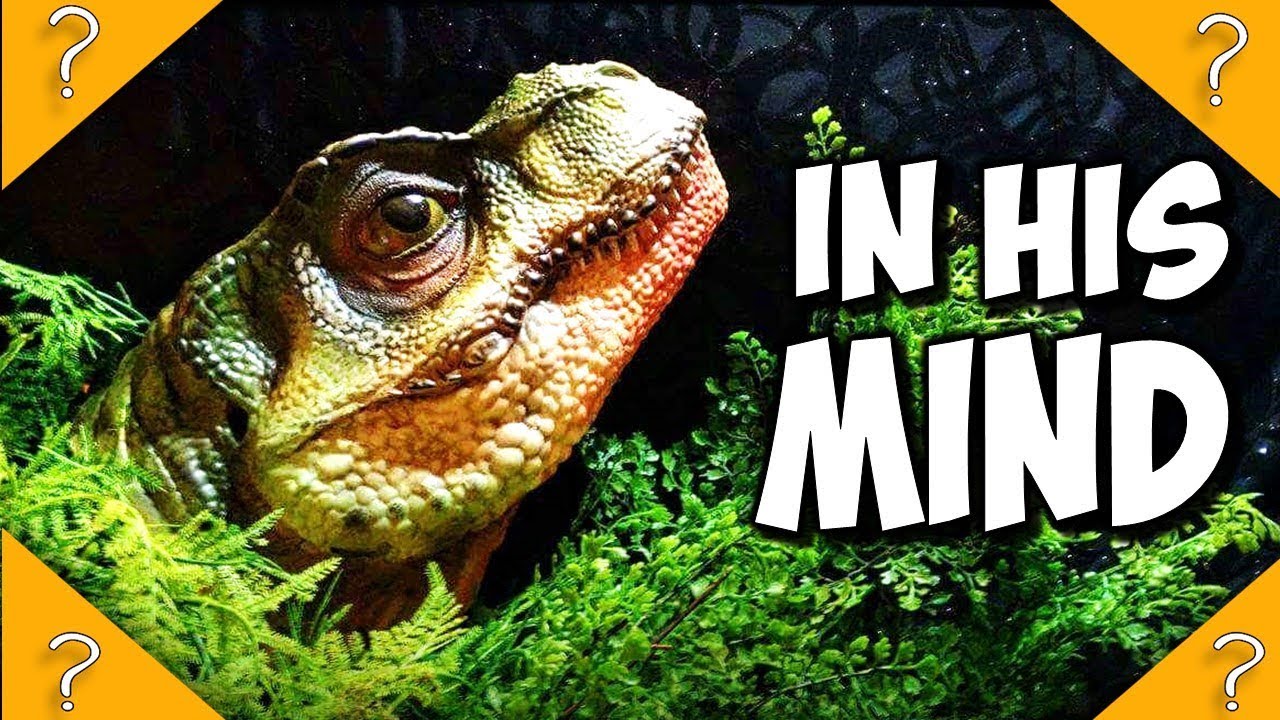 Junior T-rex POV - kidnapped The Lost World