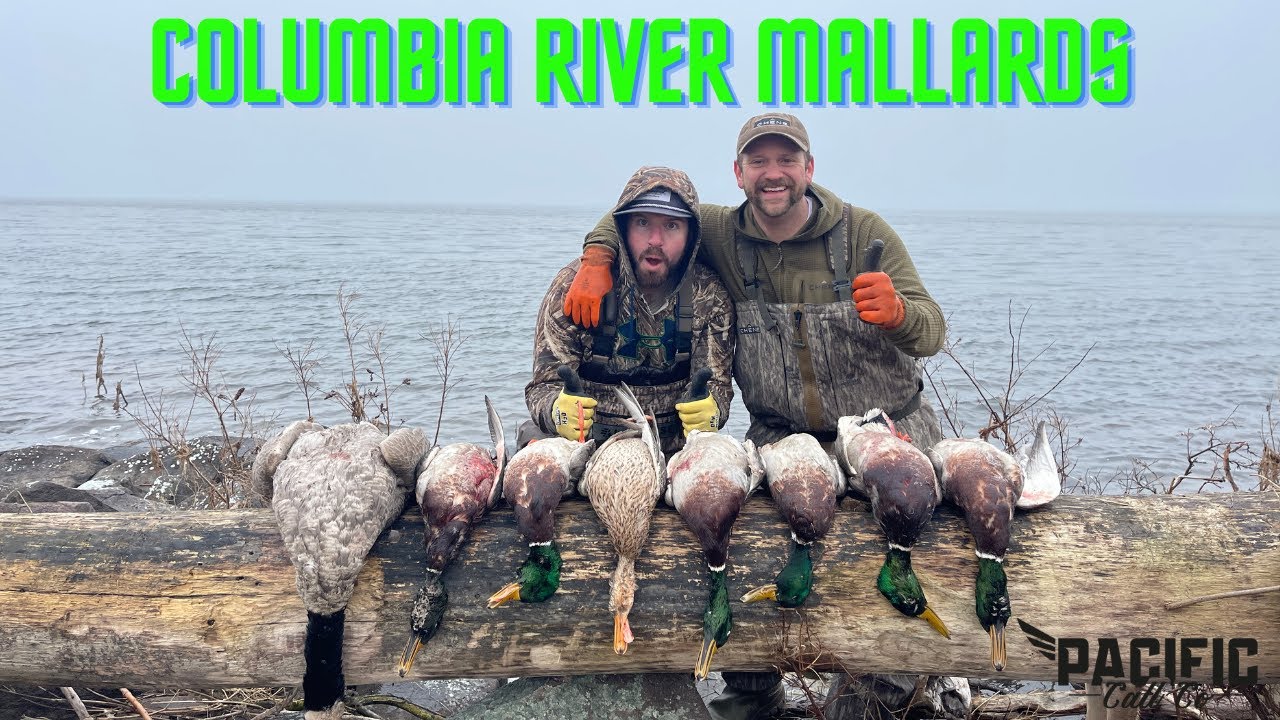 LATE SEASON MALLARDS- Columbia River Duck Hunt