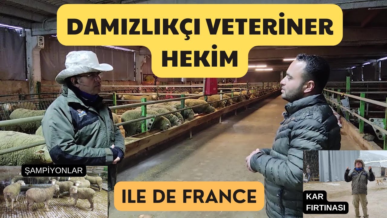 SEYDİŞEHİR'DE DAMIZLIKÇI VETERİNER HEKİM | ILE DE FRANCE | KONYA