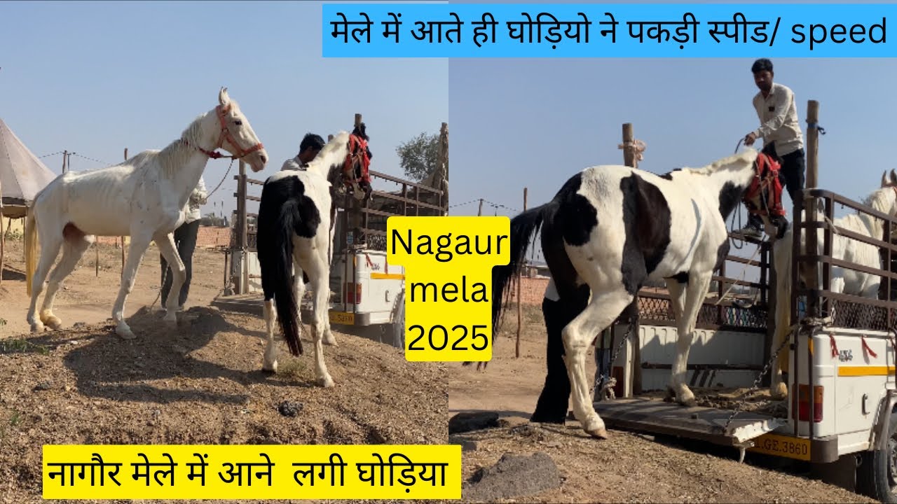 नागौर मेले में आने लगी मारवाड़ी और नुकरी घोड़िया / Nagaur mela 2025 #horse#horselover#Nagaurmela2025