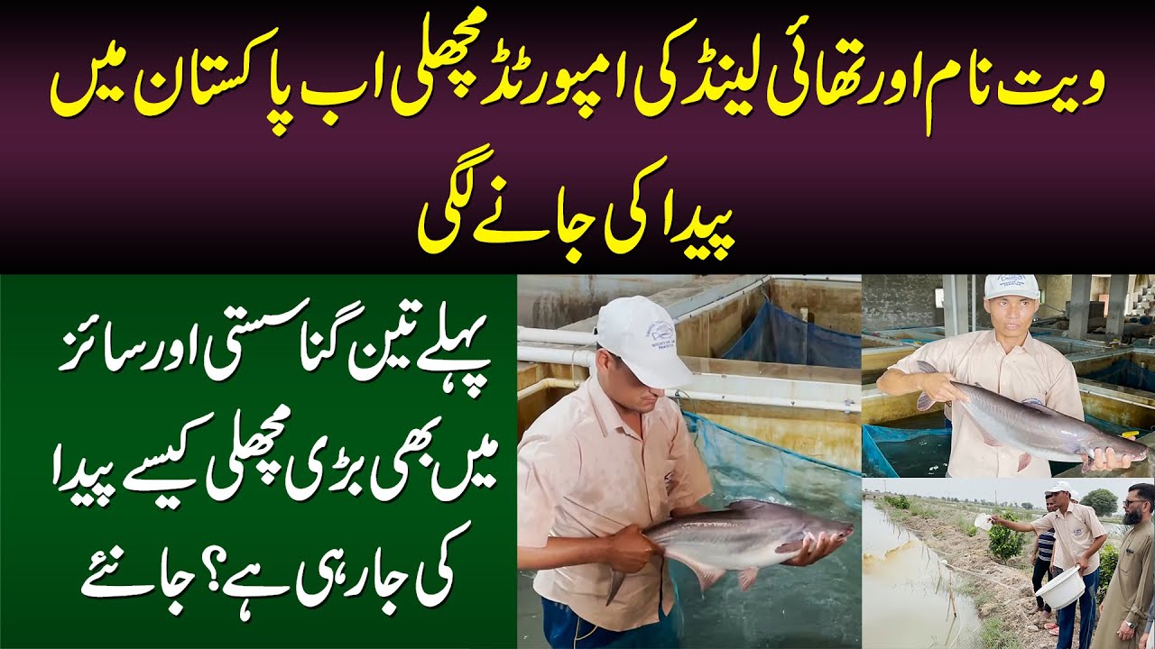 Vietnam or Thailand Ki Imported Fish Ab Pakistan Me - Sasti Aur Bari Fish Kese Paida Ki Ja Rahi Hai?
