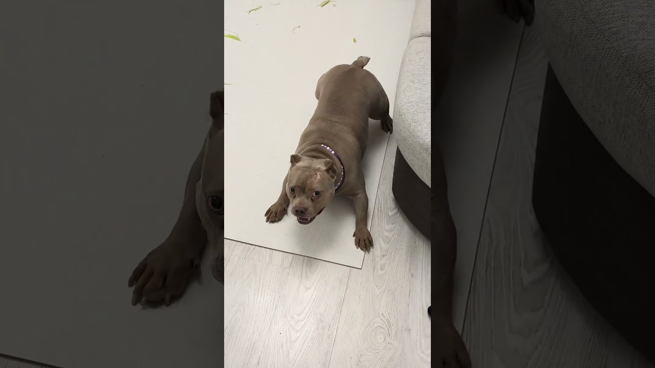 #dog #superdog #americanbully #bull #bully #dogs #animals