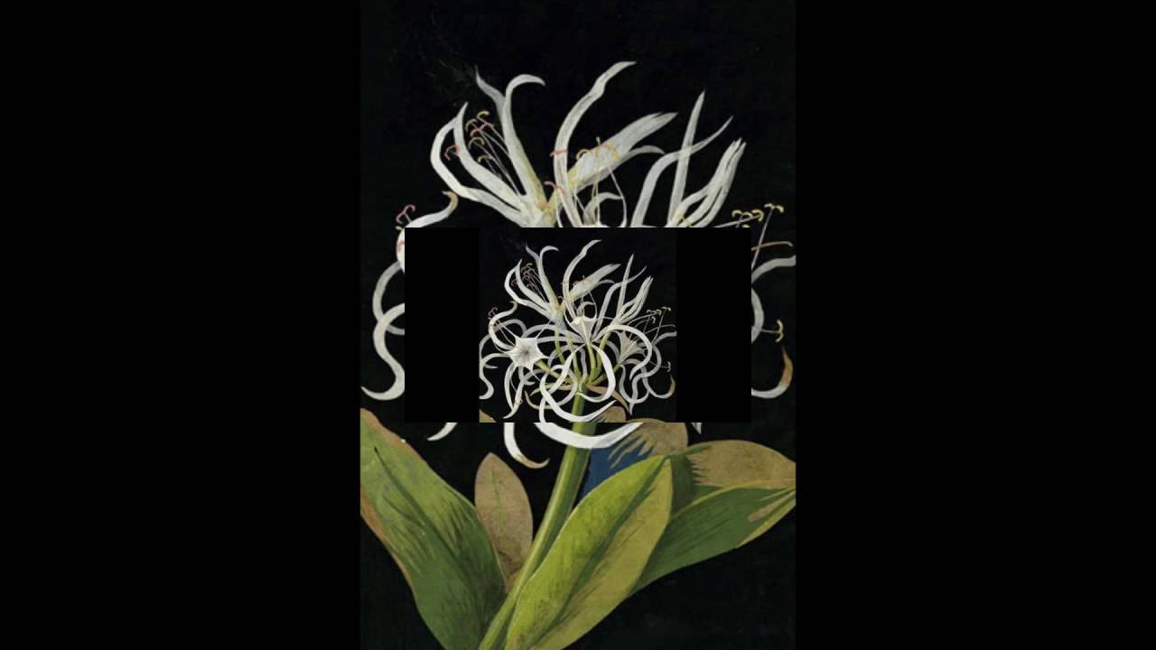 Visual Sound Poetry #66 - Mrs. Delany's Garden