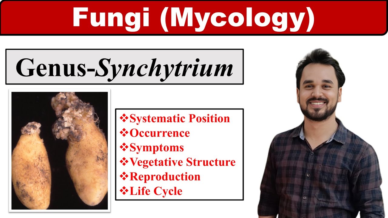Synchytrium endobioticum | Classification | Occurrence | Symptoms | Reproduction | Life Cycle