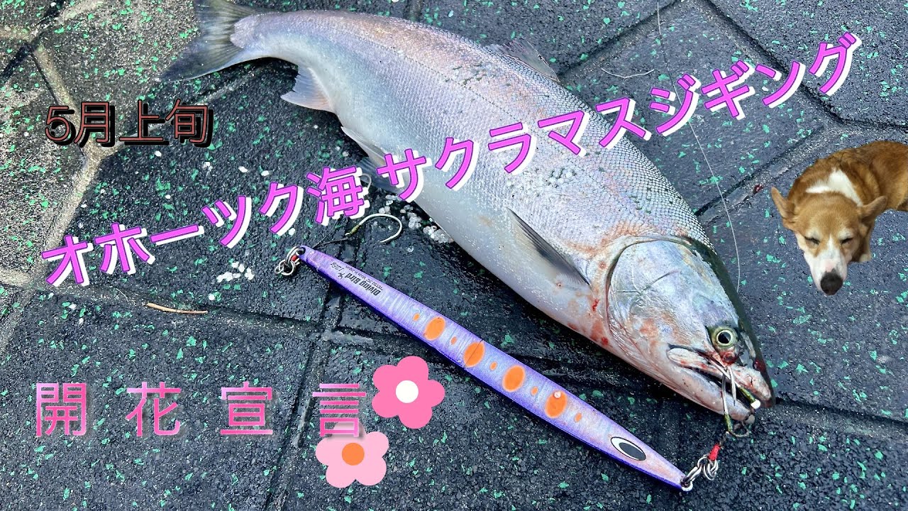 【サクラマスジギング】オホーツク海　2025開花宣言！？