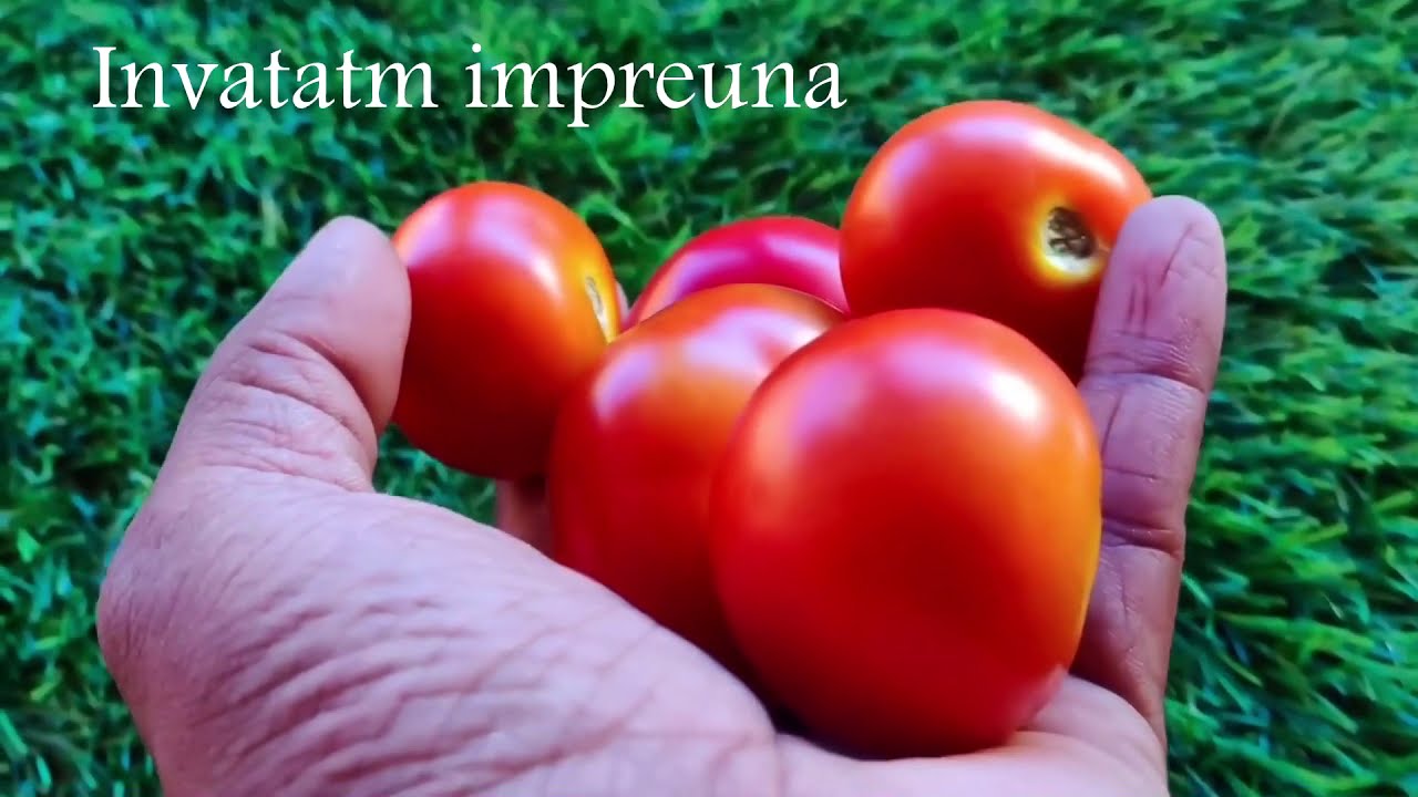 Arpagic / Ceapa in Solar - Cum planteaza un incepator Arpagic - Ceapa