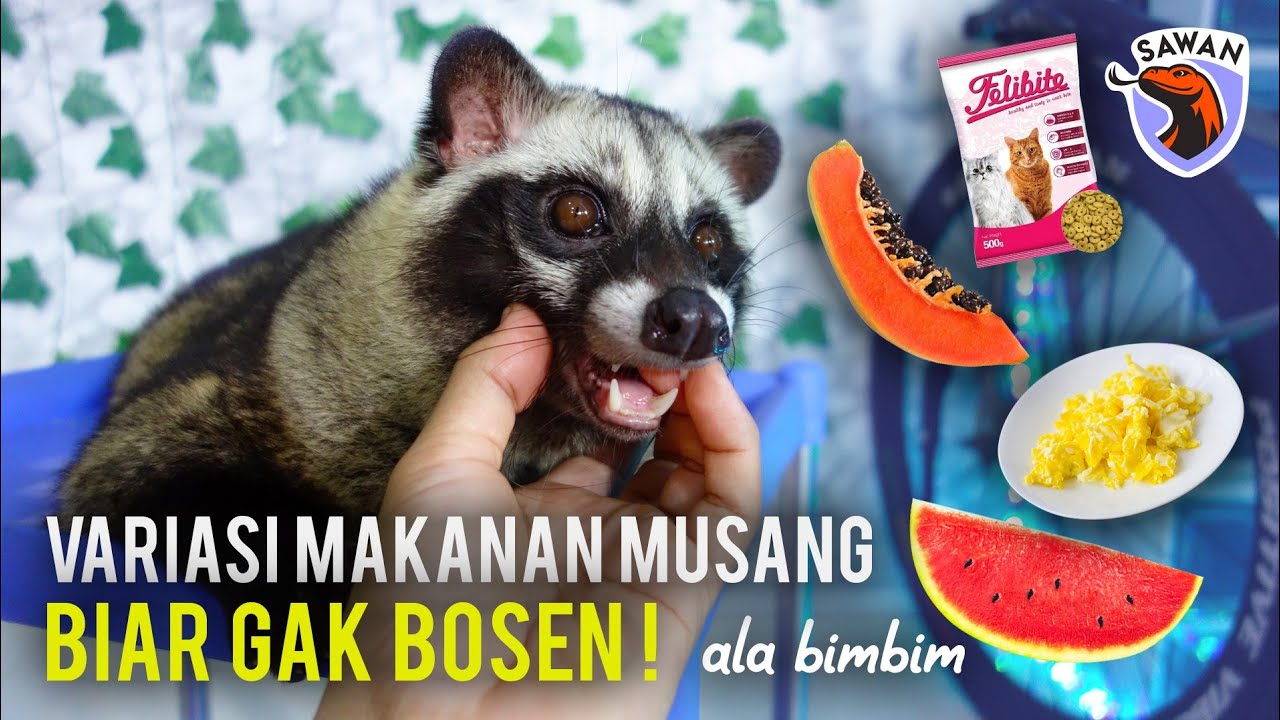VARIASI MAKANAN BIMBIM (musang pandan) biar cepet ENDUT #SAWAN