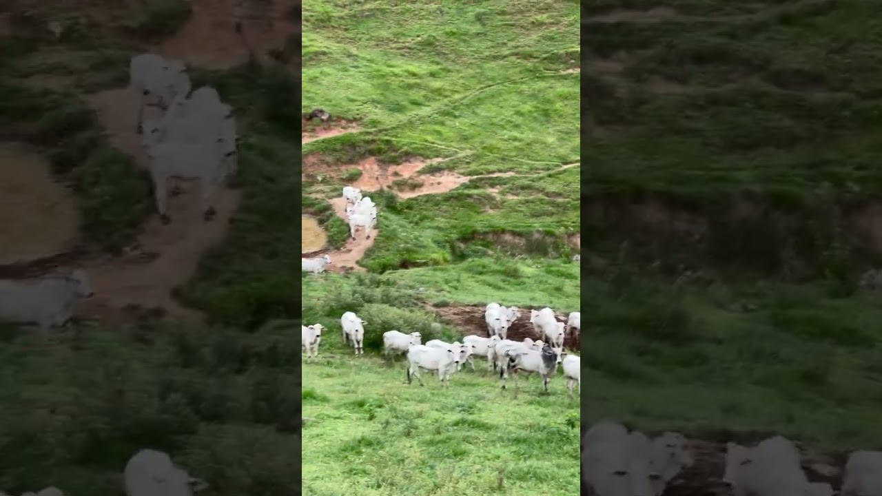 Fazenda Boa Vista ￼ na lida da pecuária