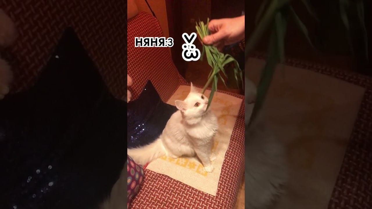 26 июля 2024&nbsp;г.