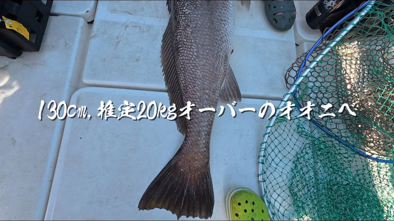 ドラグが止まらない…20kg超えオオニベとの壮絶バトル　#DSKFGS