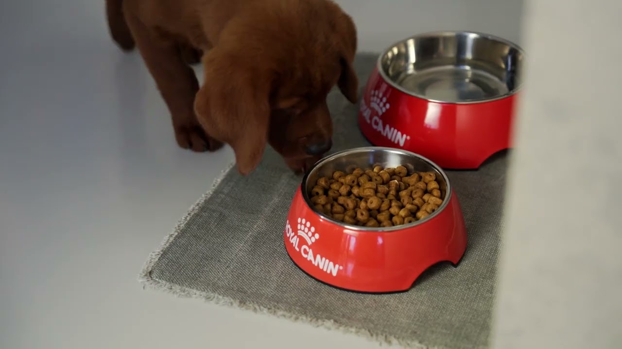 Royal Canin Puppy & Adult - Start of Life: From Puppy to Dog (Watch Them Grow)
