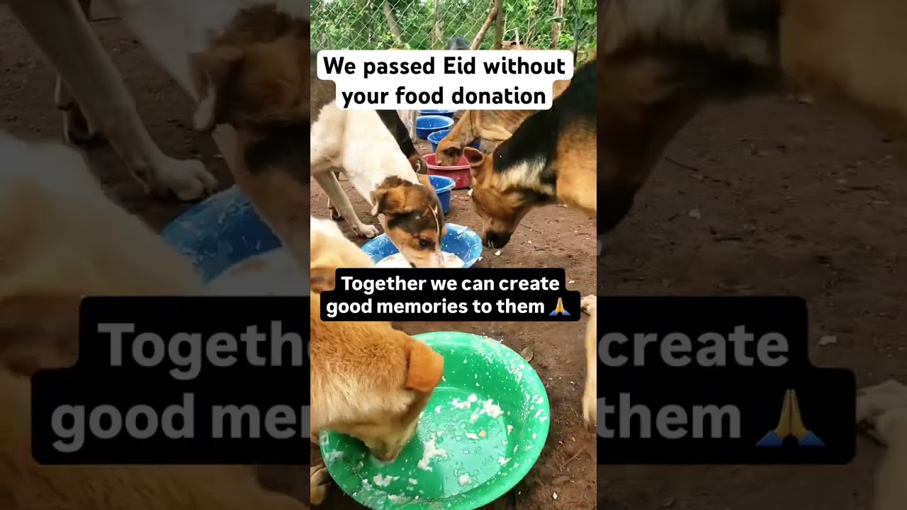 #pleasedonate #pleaseboost #pleasehelp #pleasecomment #pleasesavethedogs 🙏🙏🙏🙏⬇️⬇️⬇️🆘🆘🆘🆘🆘🆘