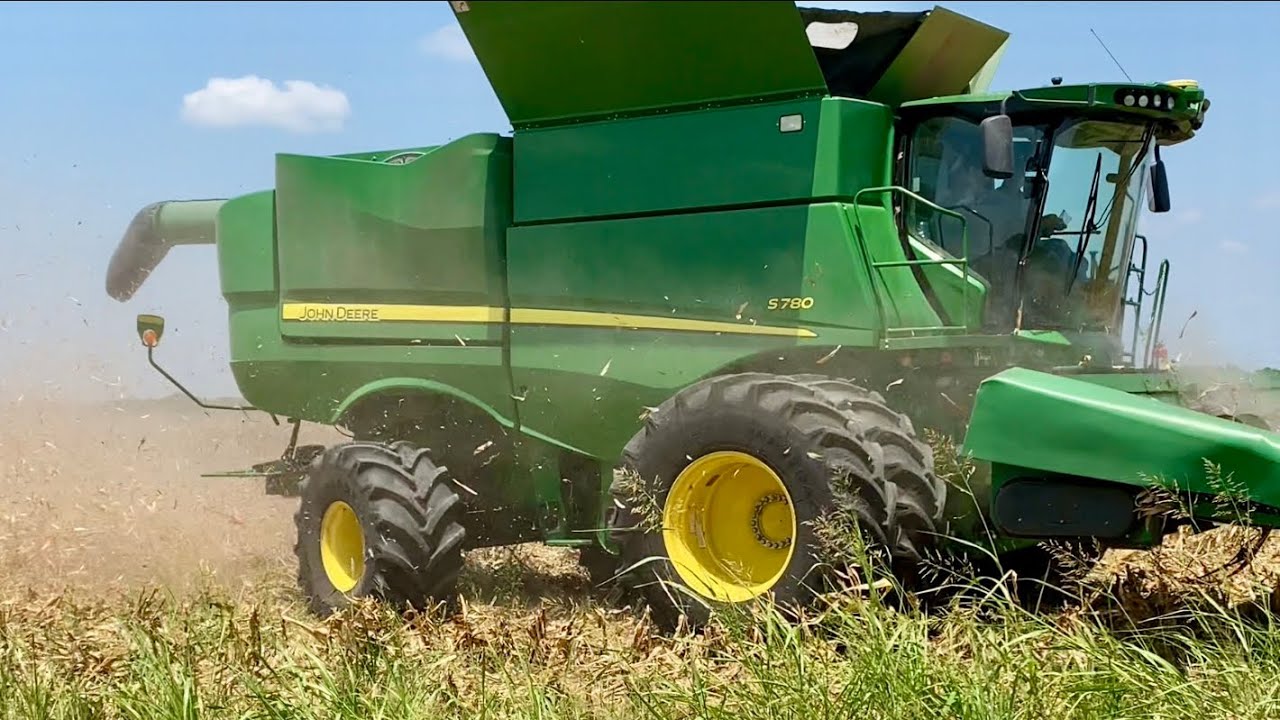 Cutting corn in the Field