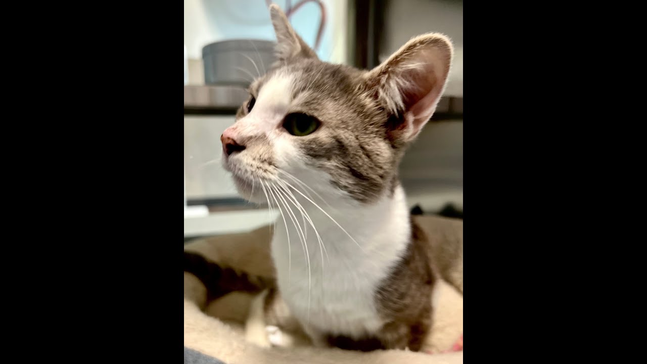 Oliver - Adoptable Cat at Brown County Humane Society