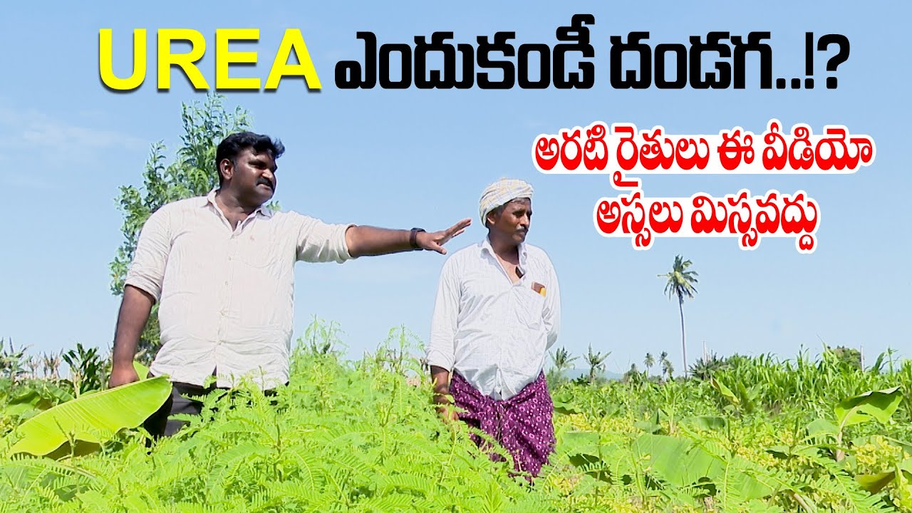 UREA CRISIS || యూరియా ఎందుకండీ దండగ..!? అరటి రైతులు ఈ వీడియో అస్సలు మిస్సవద్దు | Natural Farming .
