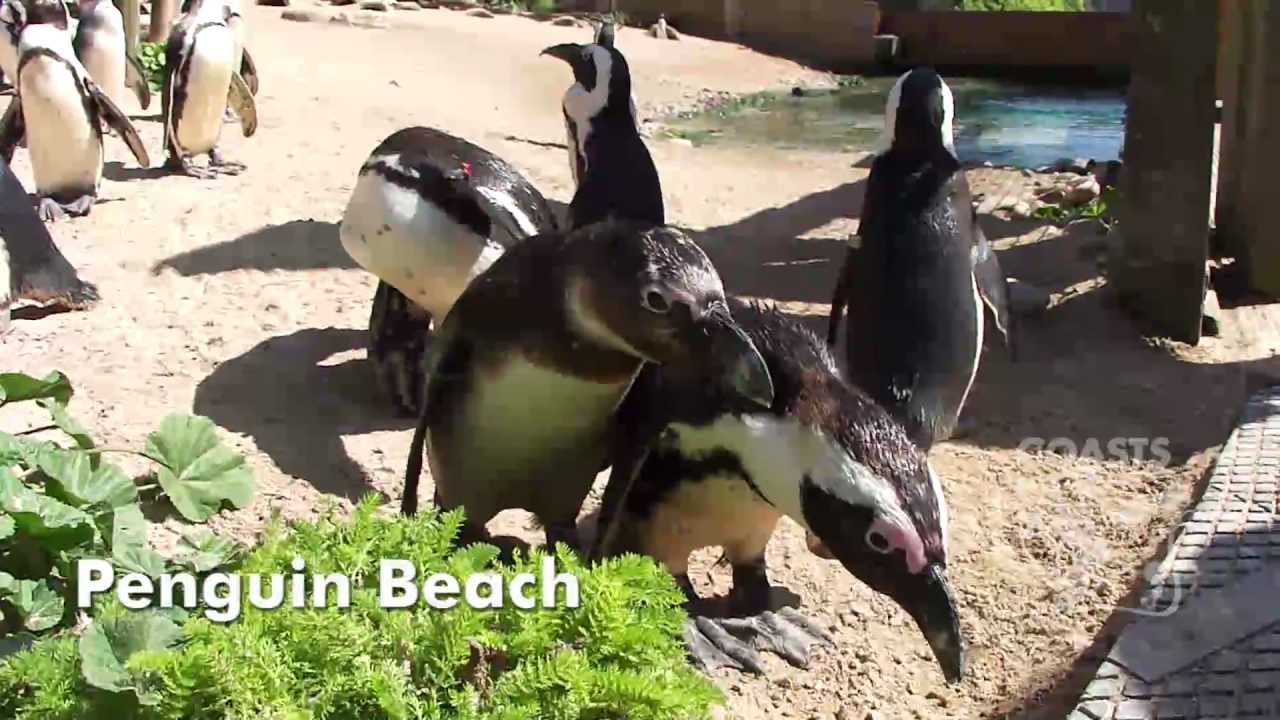 Living Coasts Torquay's Coastal Zoo