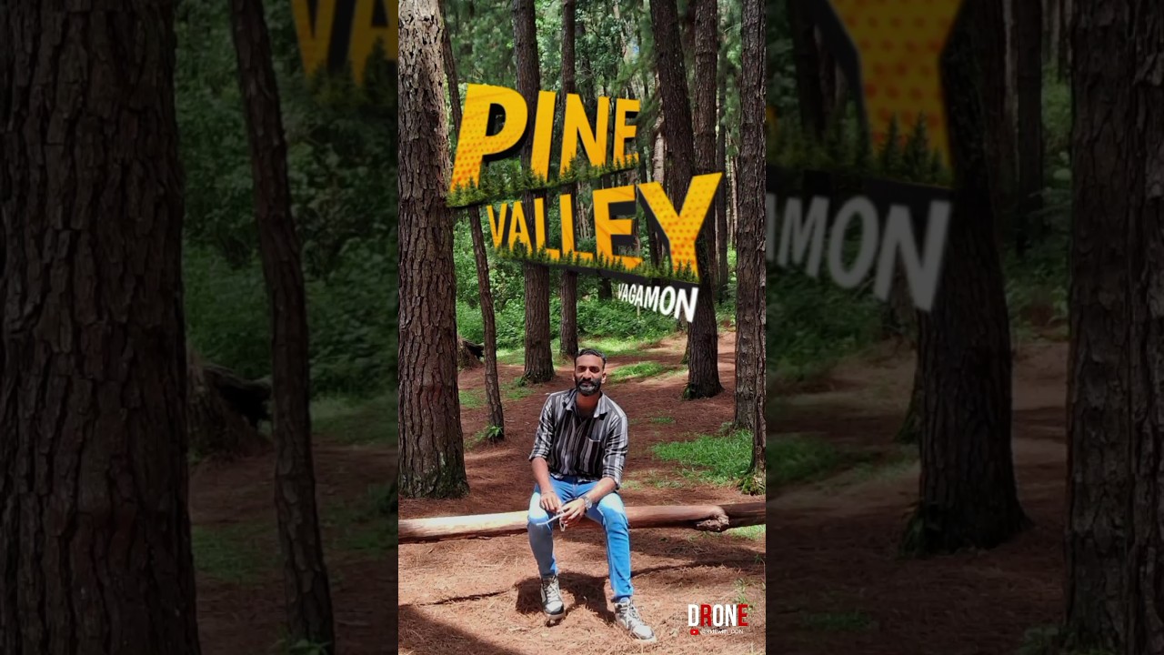 പൈൻ വാലി | Pine valley Vagamon #trending #shorts