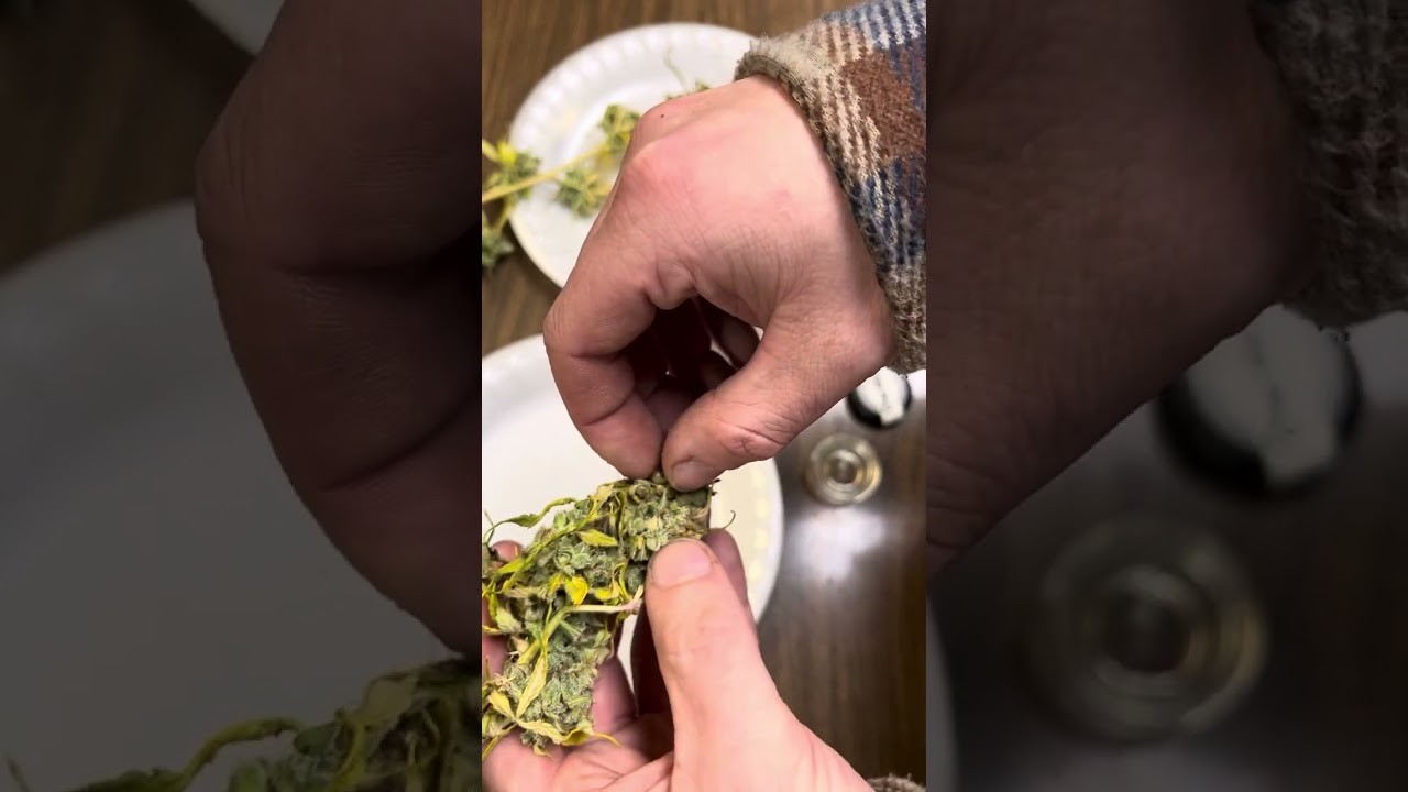 Harvesting Mature Autoflower Seeds to Germinate for next Grow!