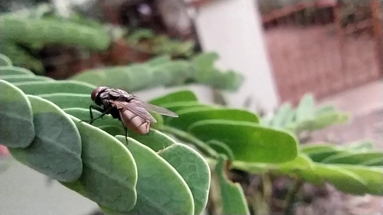 Redmi Note 8 Macro Lens Test