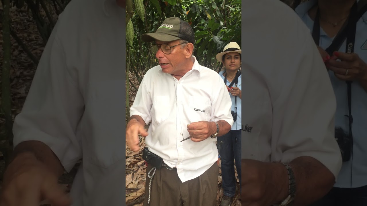 POLINIZACIÓN EN CACAO