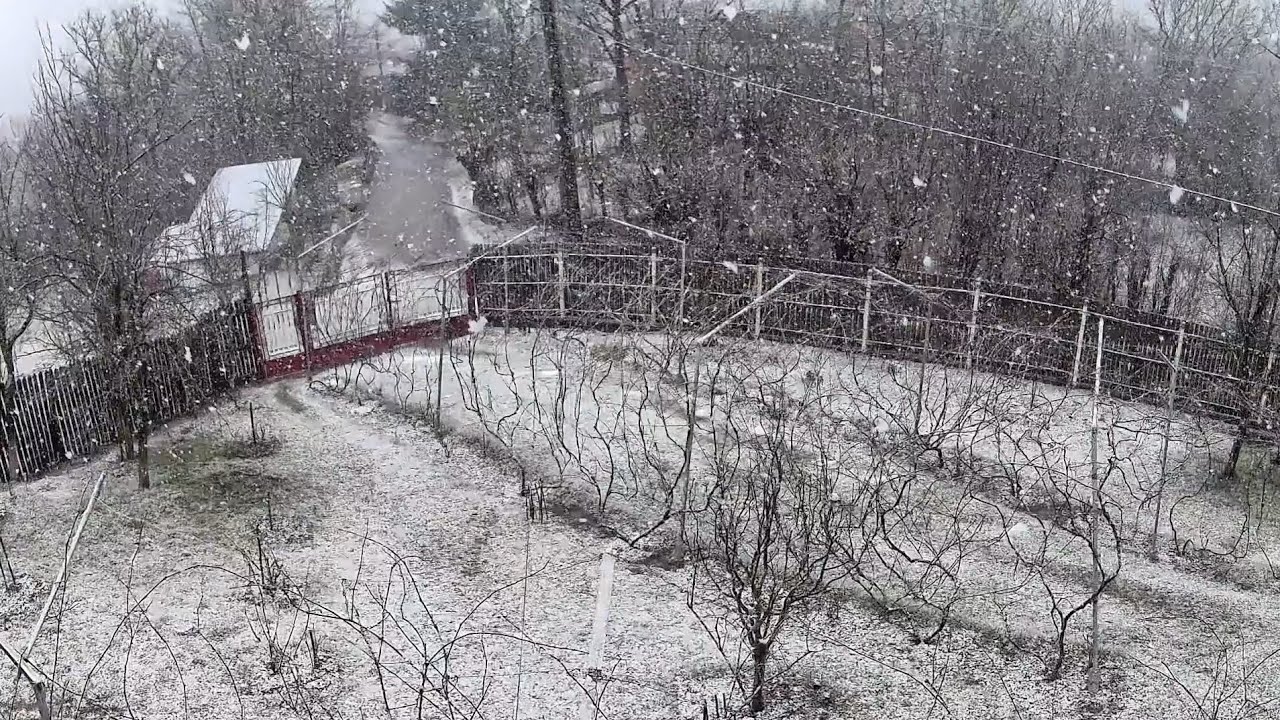 Ariceștii Zeletin [Ianuarie 2026] [III]