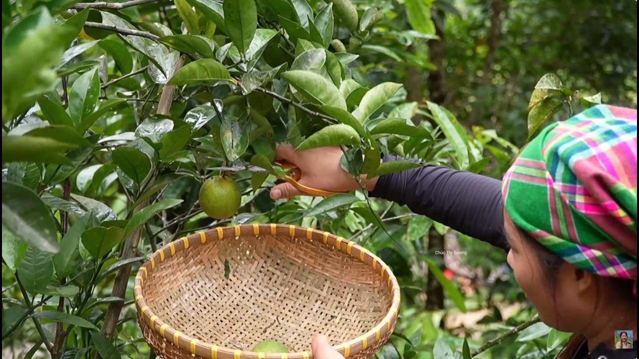 Harvesting Sweet Oranges on a Rainy Day with My Kids – Selling at the Market and Buying Baby Ducks