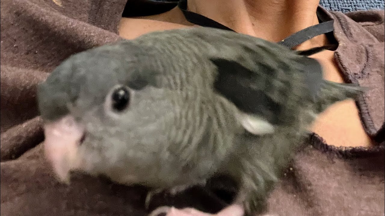 The PERFECT Small Parrot #parrot_bliss #parrot #linne #lineolatedparakeet  #exoticbirds