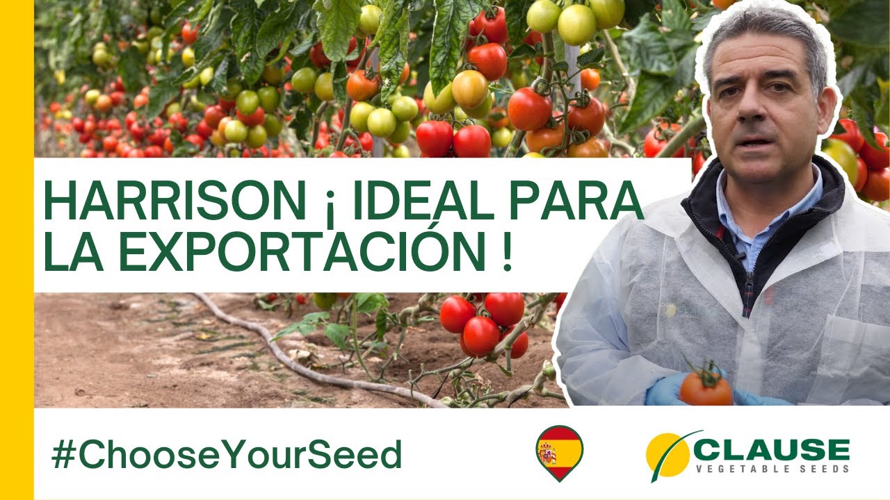 ¿Por que HARRISON es el tomate pera ideal para la EXPORTACIÓN? - #ChooseYourSeed | HM.CLAUSE