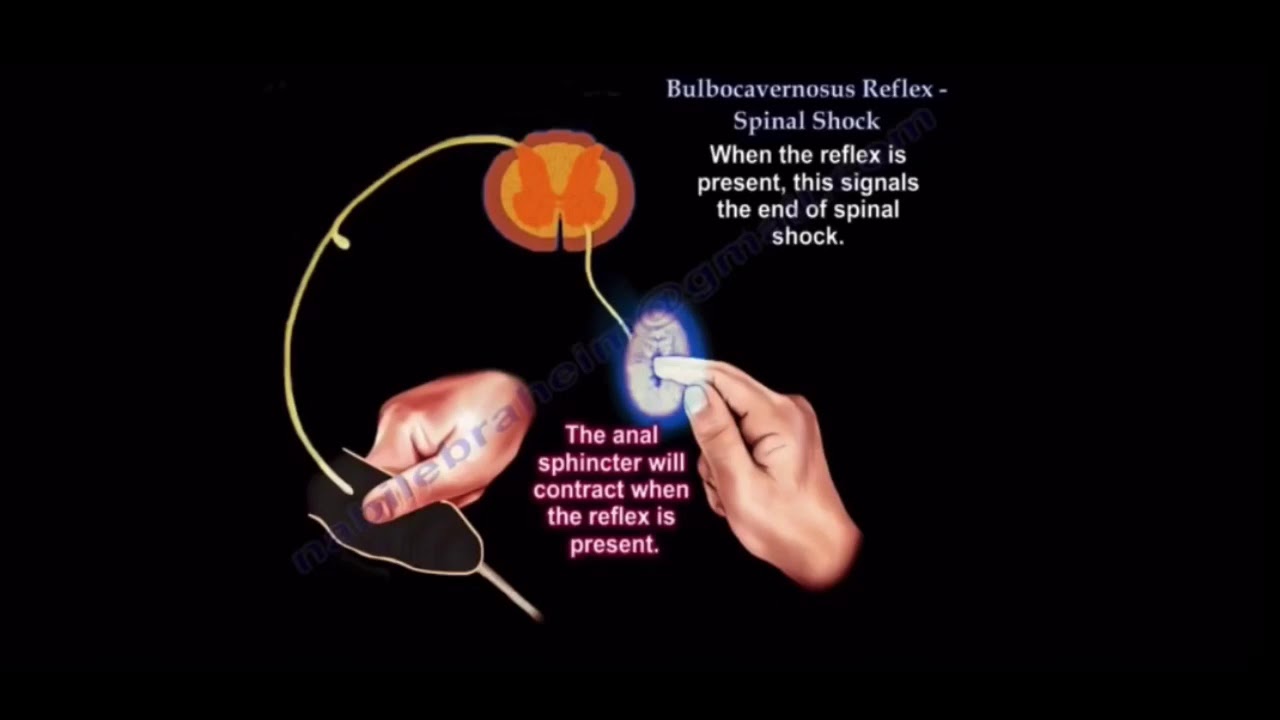 Reflejo bulbocavernoso, velopalatino, anal, nasal