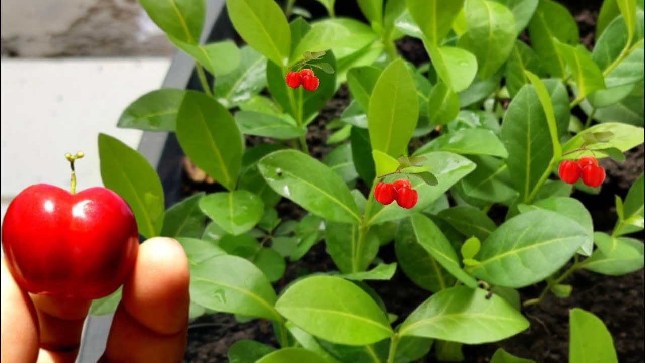 ANTES DE PLANTAR ACEROLA ASSISTA ESSE VÍDEO!