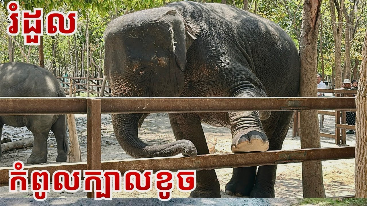 Meet Romduol & Champa: The Cutest (and Naughtiest) Baby Elephants at Phnom Tamao! 🐘