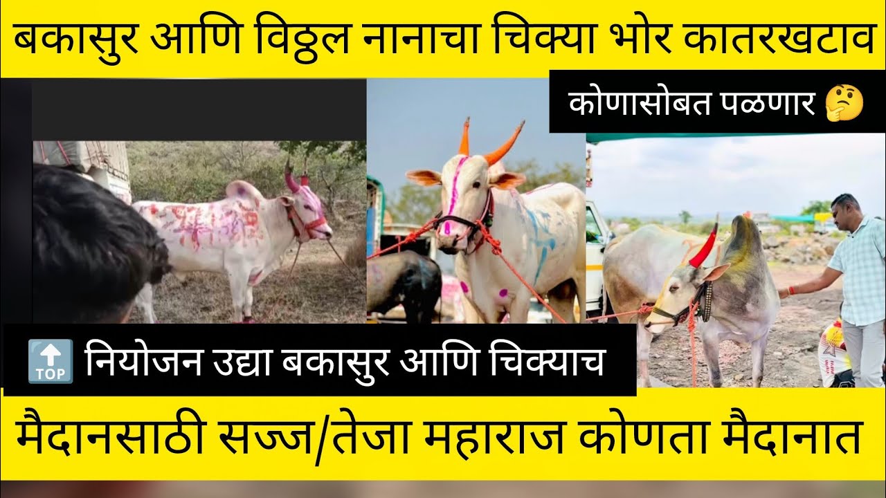 बकासुर आणि विठ्ठल नानाचा चिक्या भोर कातरखटाव मैदानसाठी सज्ज/तेजा सुंदर कोणता मैदानात/टॉप नियोजन ❤