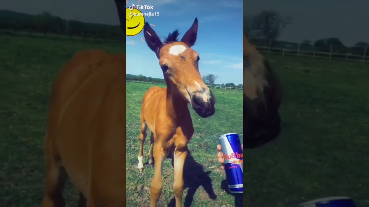 Tik toks for equestrians 3