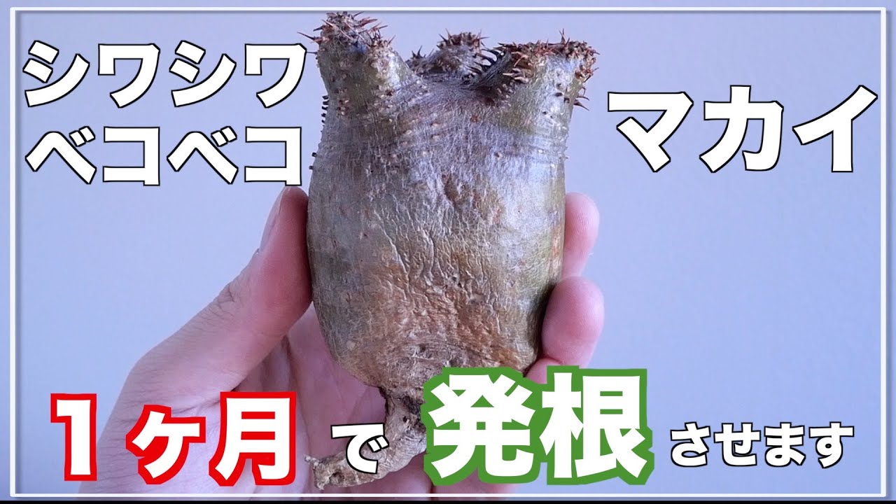 【マカイエンセ】シワと凹みがあっても発根する？