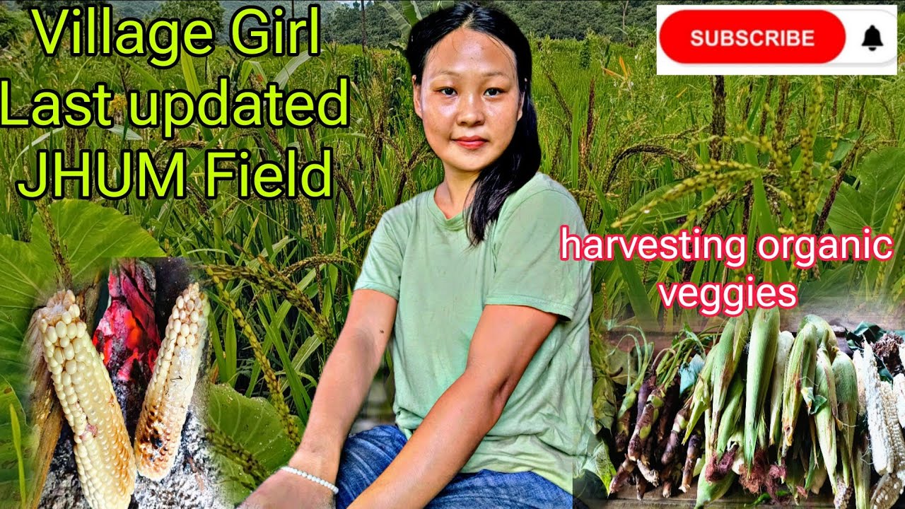  Field last update / Working alone at jhum field// harvesting corn king chilly//village lifestyle 