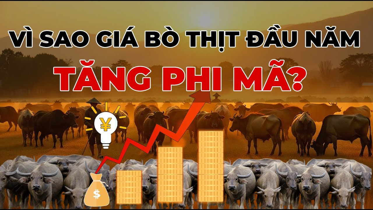 Vì sao giá bò thịt đầu năm tăng mạnh | Lý do là gì?