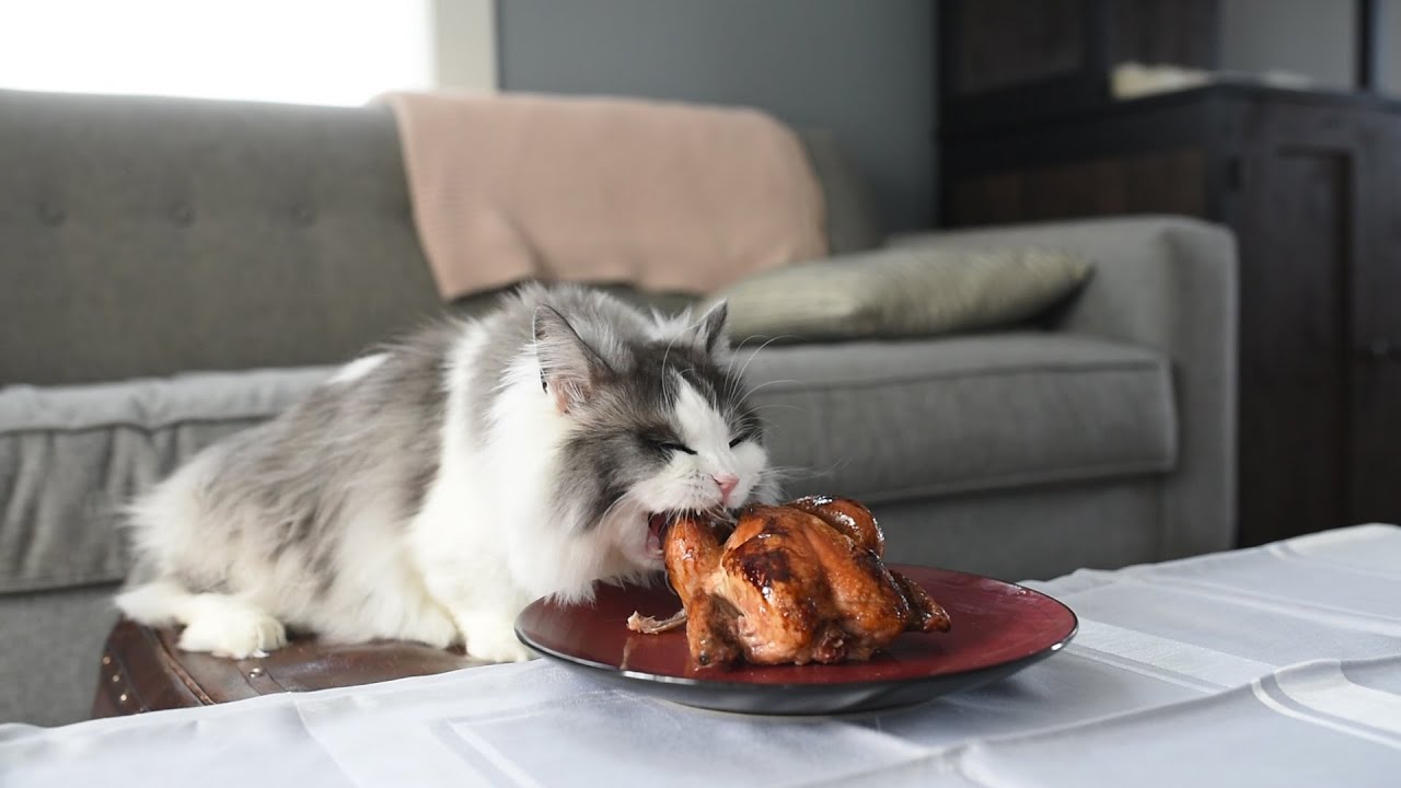 Making Gourmet Chicken For Cats