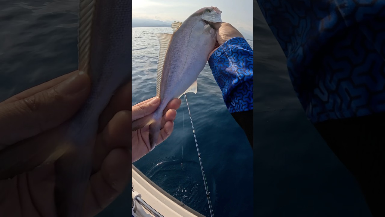 Jigging Y&ouml;ntemi İle Kuzu Balığı Avı 🎣 #fishing #baliktutma #fish #balikavi #fishingvideo #jigging
