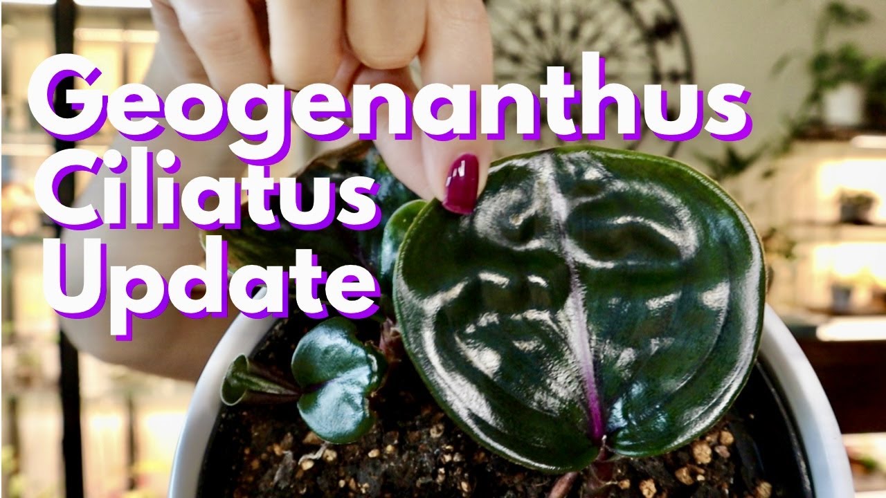 Geogenanthus Ciliatus Plant Care Update // No More Dramatic Flops 😂