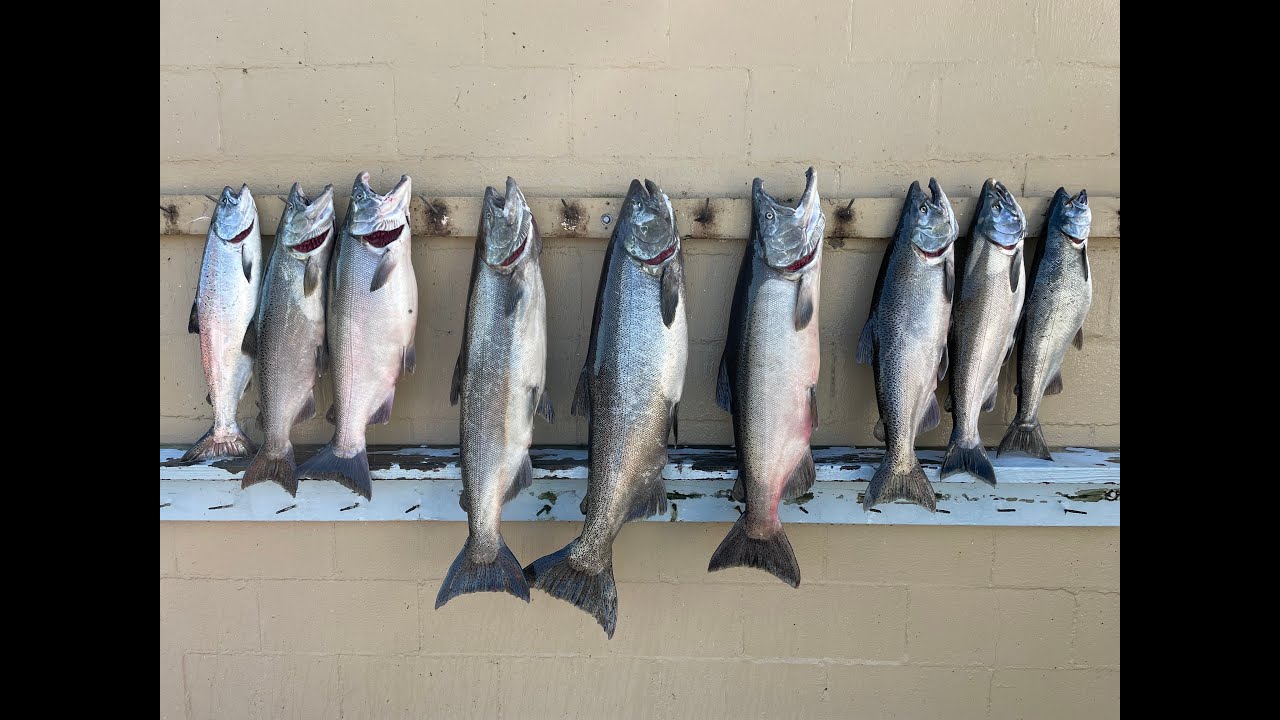 Top 5 baits for Kings in 2021 for 3 Charter Captains!!