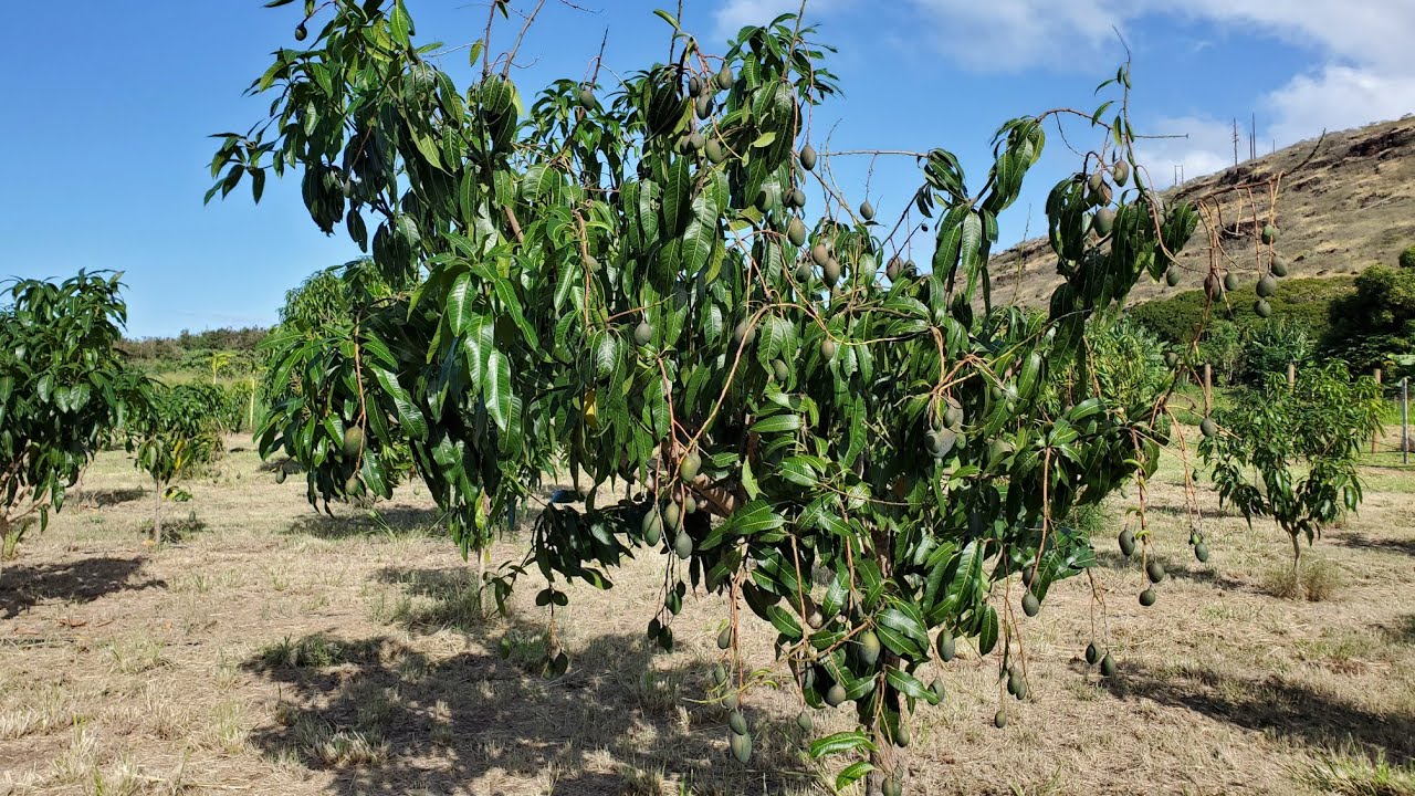 pruning mango tree in uhdp ultra high density orchard. sorry cut off at the end
